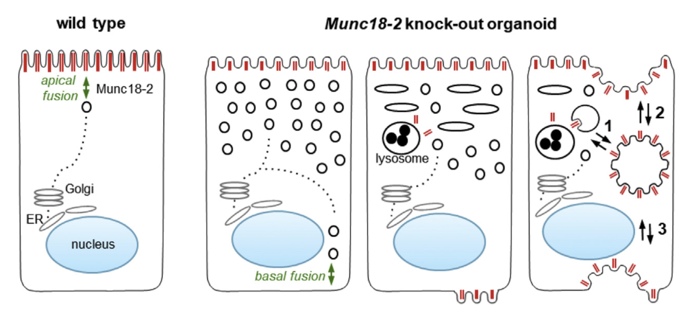 Rôle de la protéine STXBP2 (ou Munc18-2) dans la maladie des inclusions microvillositaires (MVID)