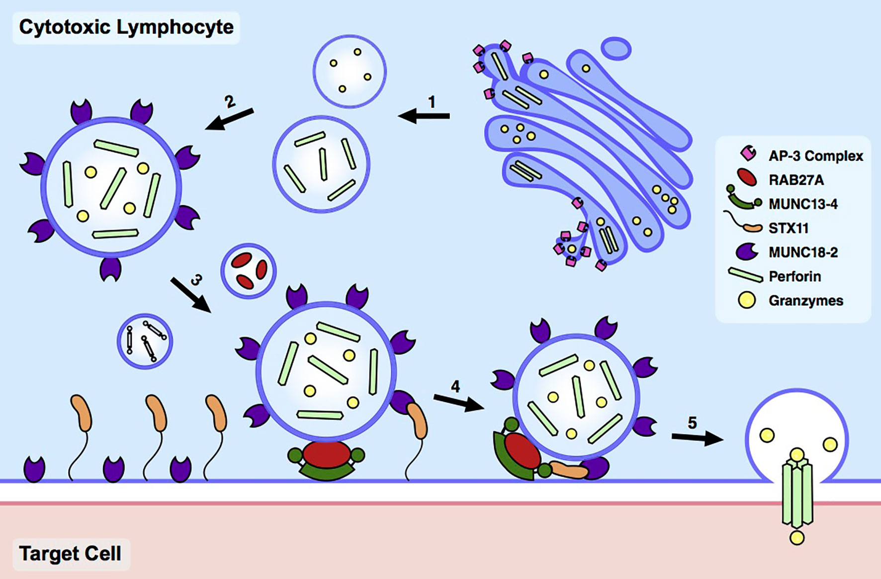Rôle de la protéine STXBP2 (ou Munc18-2) dans la lymphohystiocytose hémophagocytaire familiale (LHF)
