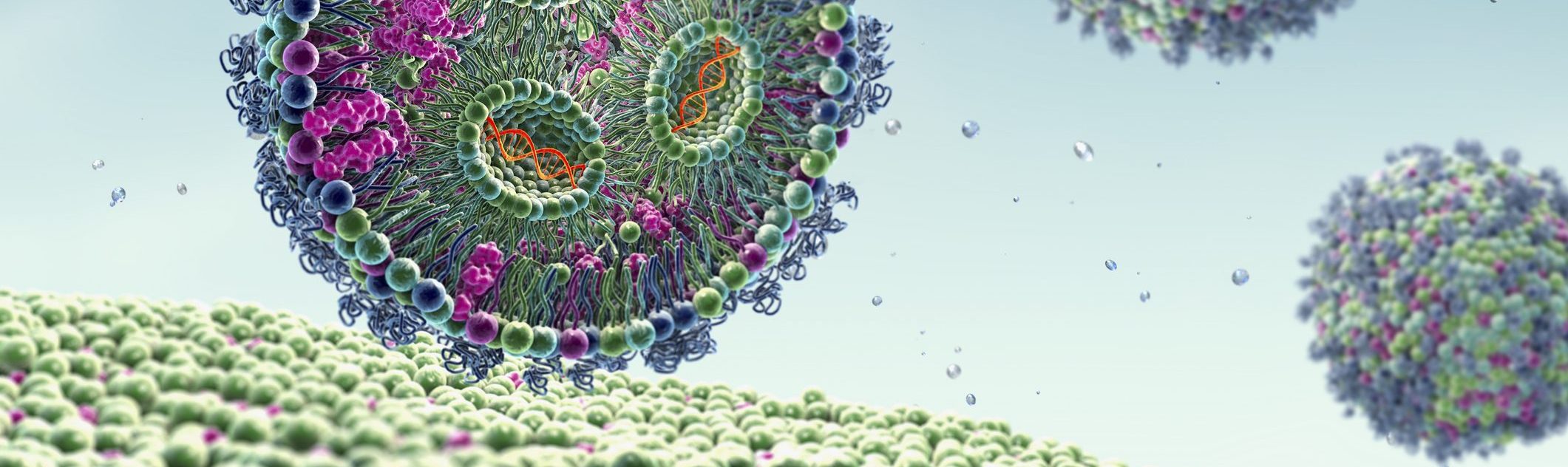 Lipid nanoparticle mRNA 3D illustration showing cross-section of lipid nanoparticle carrying mRNA of the virus (orange) entering a human cell